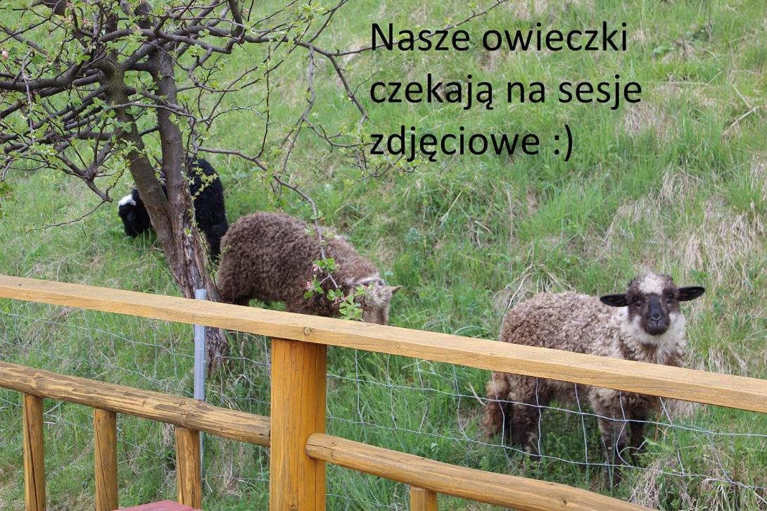 Domki Pod Zielonym Wierchem Zakopane Exteriör bild